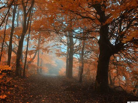 Misty Autumn Forest Wallpapers - Wallpaper Cave