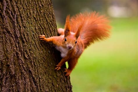 Eurasian red squirrel Facts - CRITTERFACTS