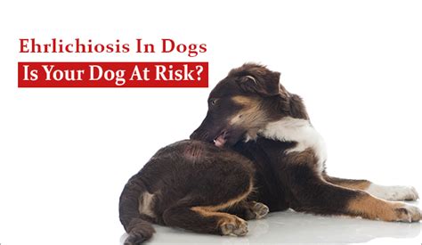 Ehrlichiosis In Dogs - Is Your Dog At Risk?