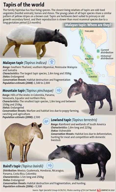 Species New to Science: World Tapir Day