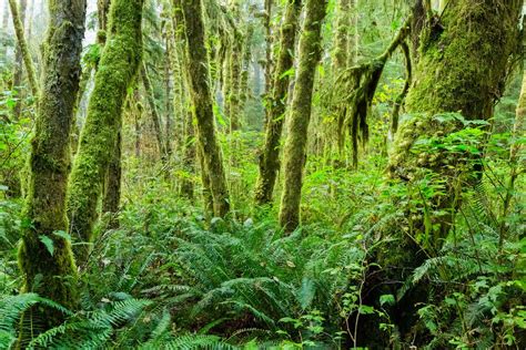 Washington - Forests, Wildlife, Ecology | Britannica