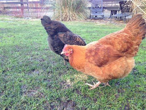 Speckled Sussex X Buff Orpington | Page 2 | BackYard Chickens - Learn ...