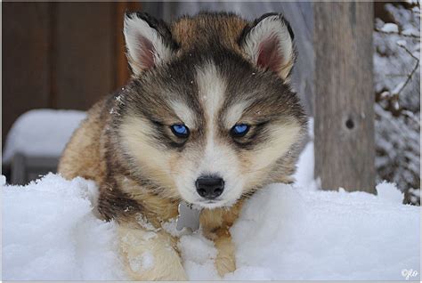 Siberian Husky Facts, Siberian Husky Traits - Canine Owners