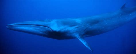 Sei Whale | Endangered Species | Animal Planet