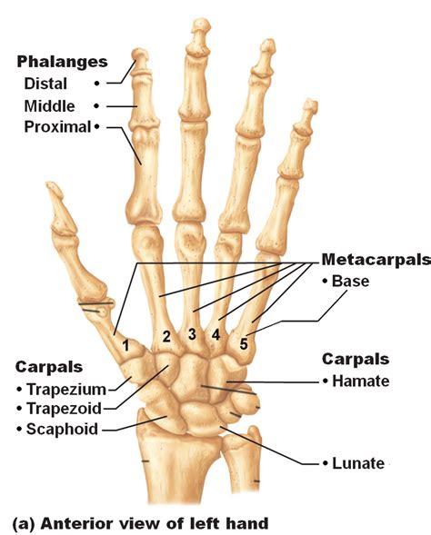 1: Description of the main bones of the human hand. Adapted from [26 ...