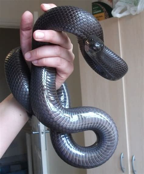 Mexican Black Kingsnake Facts and Pictures | Reptile Fact