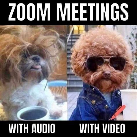 Funny Zoom Memes - Video Call Humor | Meeting memes, Funny dog memes ...