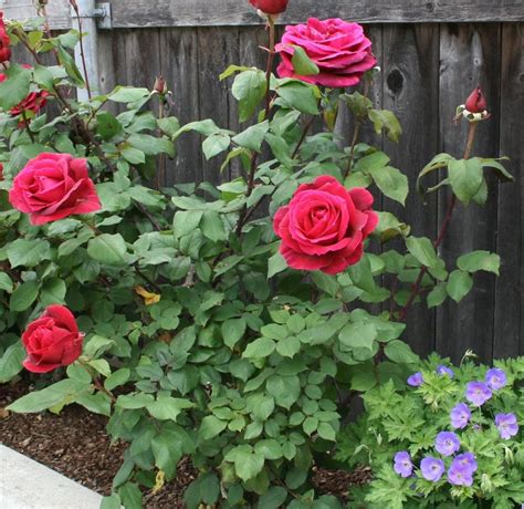 Well Watered Rosa Hybrid Tea Rose Plant, Bloom Time: Summer Bloom, Rs ...