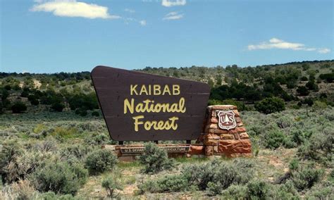 Kaibab National Forest in Arizona - AllTrips