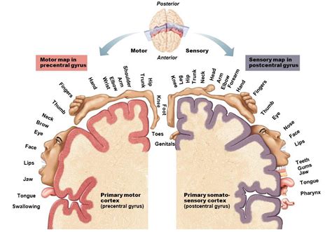 Somatic Therapy | Denver Somatic Relationship Therapy