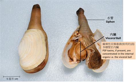 Paralytic Shellfish Poisoning (PSP) Toxins in Geoducks