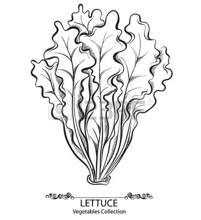 Lettuce Drawing at GetDrawings | Free download