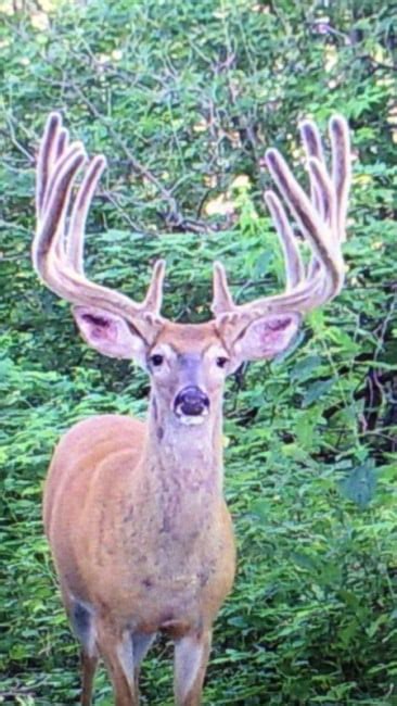 BREAKING: Is the Walking World-Record Buck of Wisconsin Dead? - Big Deer