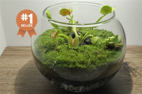 carnivorous plant terrarium - Enda Walth