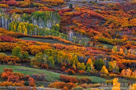 aspen tree images | Tad Bowman