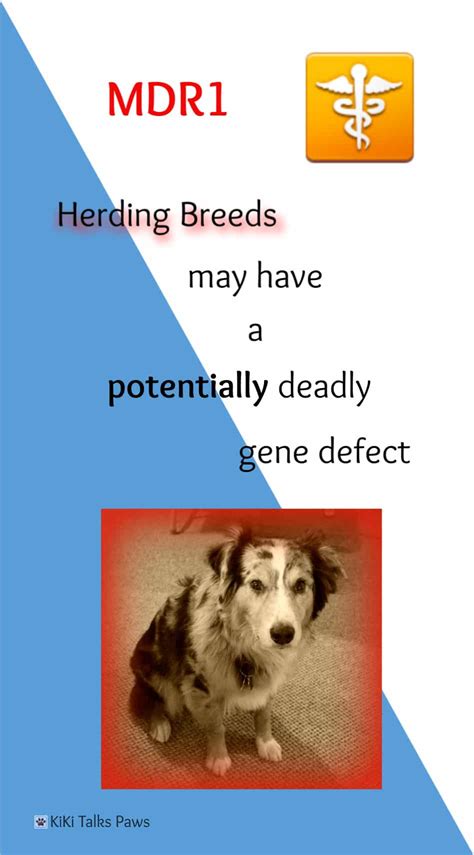 MDR1 - Herding breeds may have a potentially deadly gene defect | KiKi ...