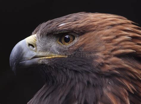 Golden Eagle Side View stock image. Image of bird, face - 31511349