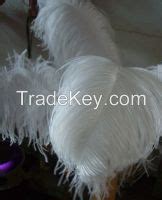 South Africa Ostrich Feathers, South African Ostrich Feathers ...