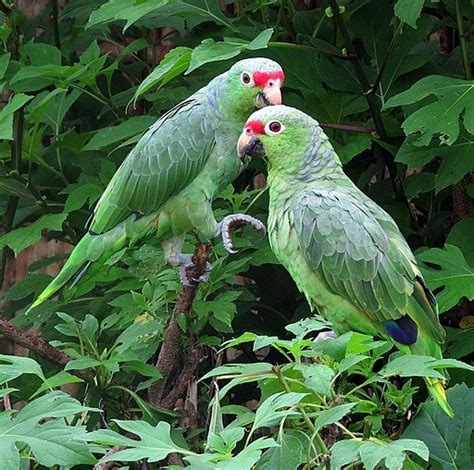 Parrot Encyclopedia | Red-lored Amazon | World Parrot Trust