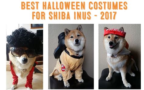 Best Shiba Inu Costumes - My First Shiba Inu