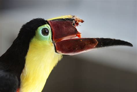 'Toucan Nation' Animal Planet Documentary on Grecia