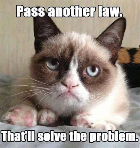 40 Funny Grumpy Cat Memes