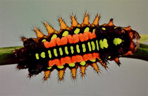 Spiky Caterpillar Color Photograph by Warren Thompson - Fine Art America