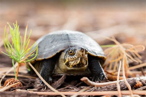 A Guide To Eastern Mud Turtle Care