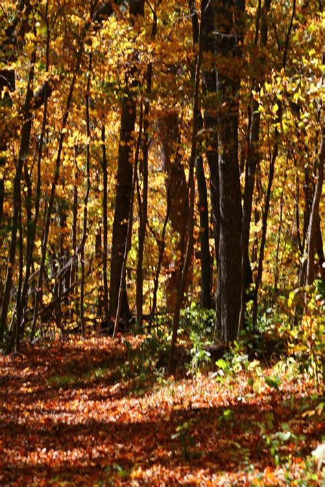 Trails through the color! | Fall colors, Driftless region, Trail