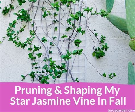 Pruning & Shaping My Star Jasmine Vine in Fall : 6 Steps (with Pictures ...