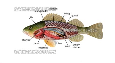 Perch Internal Anatomy