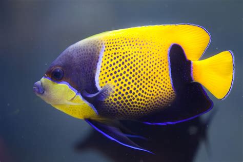 15 Awesome Types of Saltwater Angelfish | Build Your Aquarium