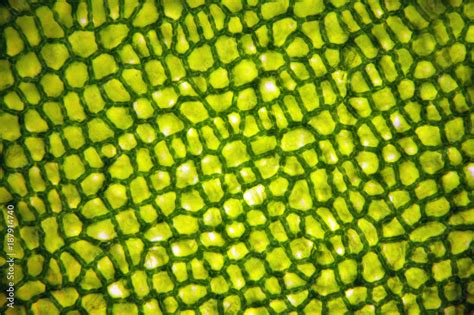 Plant tissue, plant cells under a microscope Stock Photo | Adobe Stock