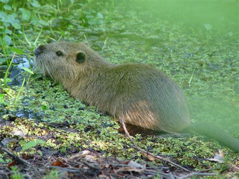 Wetland Animals And Plants For Kids