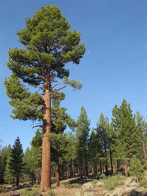 Jeffrey Pine (Pinus jeffreyi) Tree Facts, Habitat, Pictures