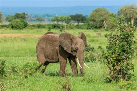 Wild African Elephants Eating Leaves Stock Photo - Image of tanzania ...