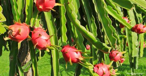 Growing Dragon Fruit Flowers: How To Care For Pitaya Plants