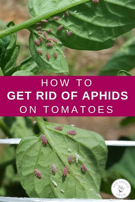 How To Get Rid Of Aphids On Tomatoes - You Should Grow