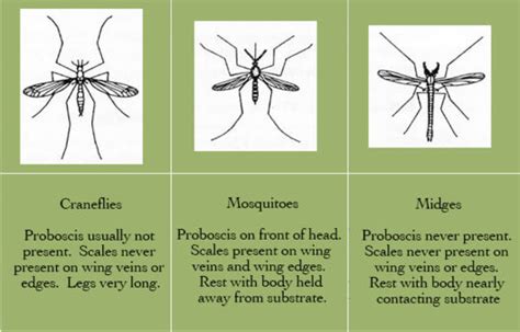 Mosquito Biology :: Flathead County