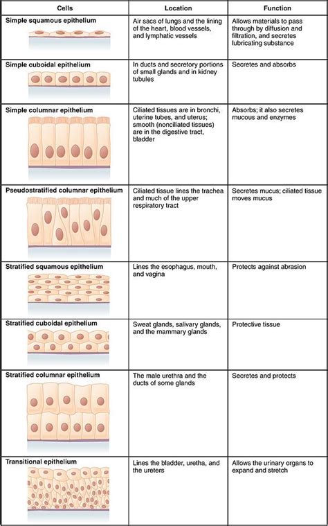 Image of tissue and description of layers and its makeup - Google ...