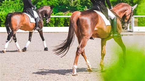 Dressage Movements Decoded - Equestrian Hub