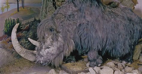 Woolly rhinoceros extinction 'likely to have been caused by climate ...