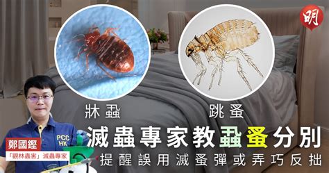 Understanding and Treating Bed Bugs and Fleas: Tips from Pest Control ...