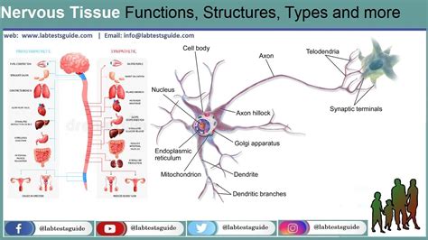 nervous tissue types Archives - Lab Tests Guide