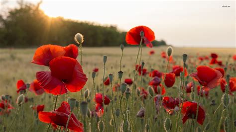 Poppies Flowers Wallpapers - Wallpaper Cave