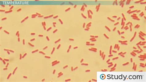 Escherichia Coli Morphology