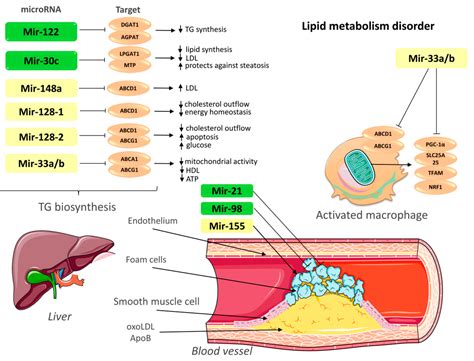 Atherosclerosis Mechanism