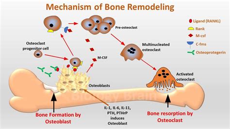 Bone remodeling process and steps - Biology Brain