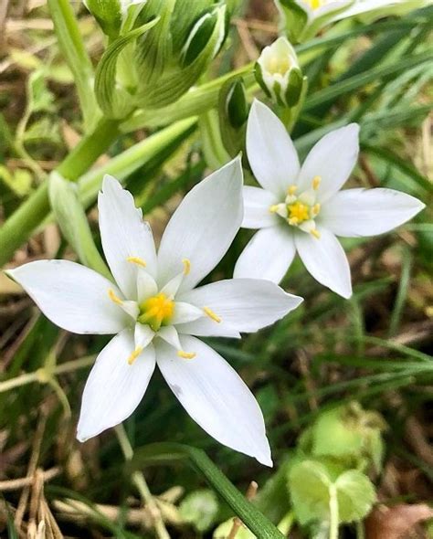 How to Grow Star of Bethlehem Flower | Balcony Garden Web