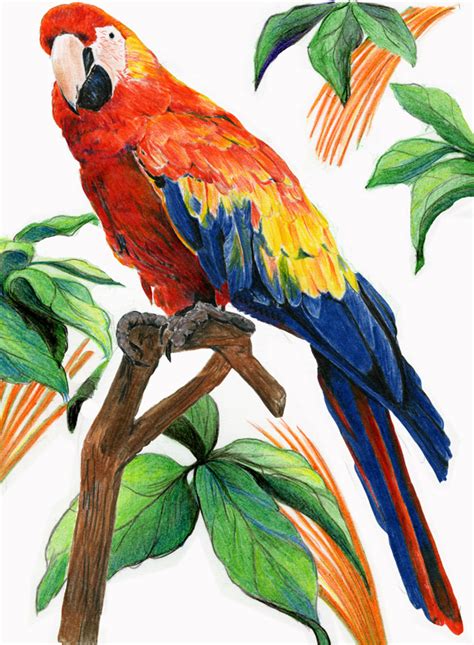 Diane Wright Art Journal: Colored Pencil - Birds